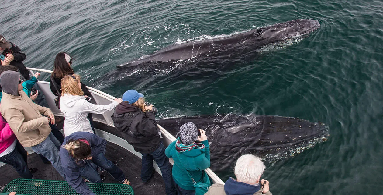 tourists on boat spotting whales below