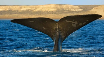 whale in puerto madryn