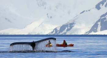 humpback whales in antarctica