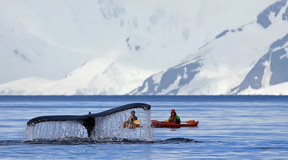 humpback whales in antarctica