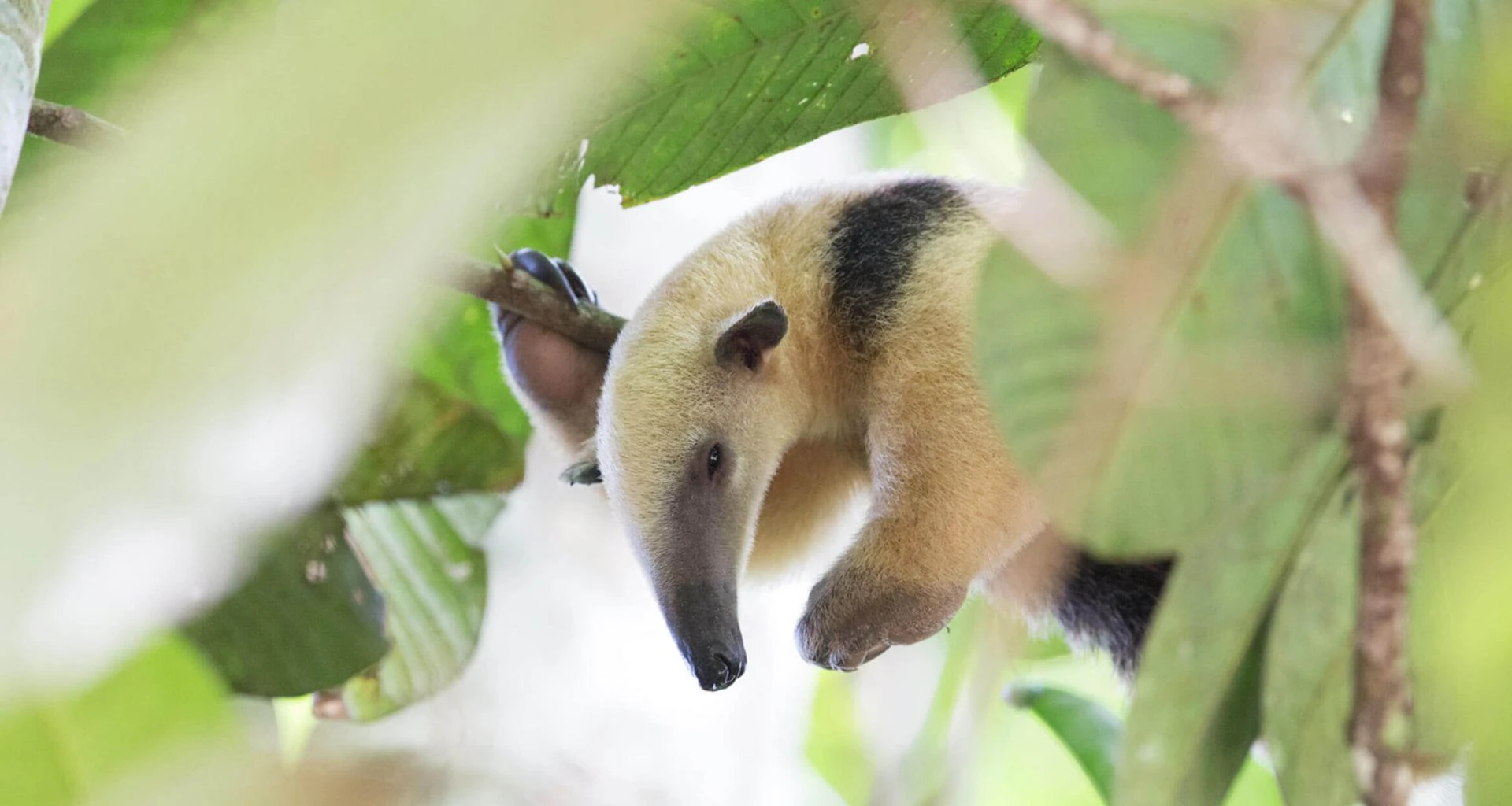 Animal hiding in the trees in the jungle