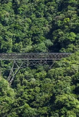 atlantic rainforest in brazil