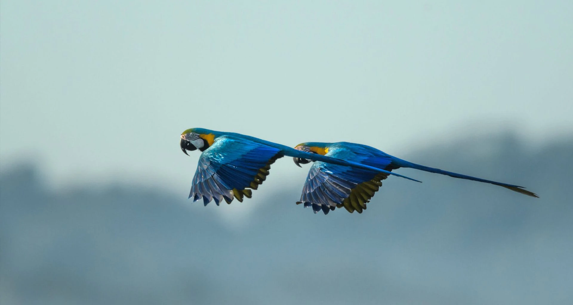 birds flying above the jungle