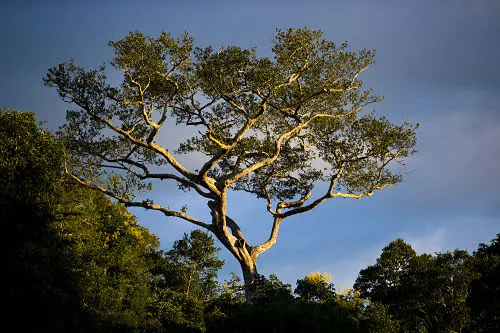Tree Cristalino Lodge Brazil