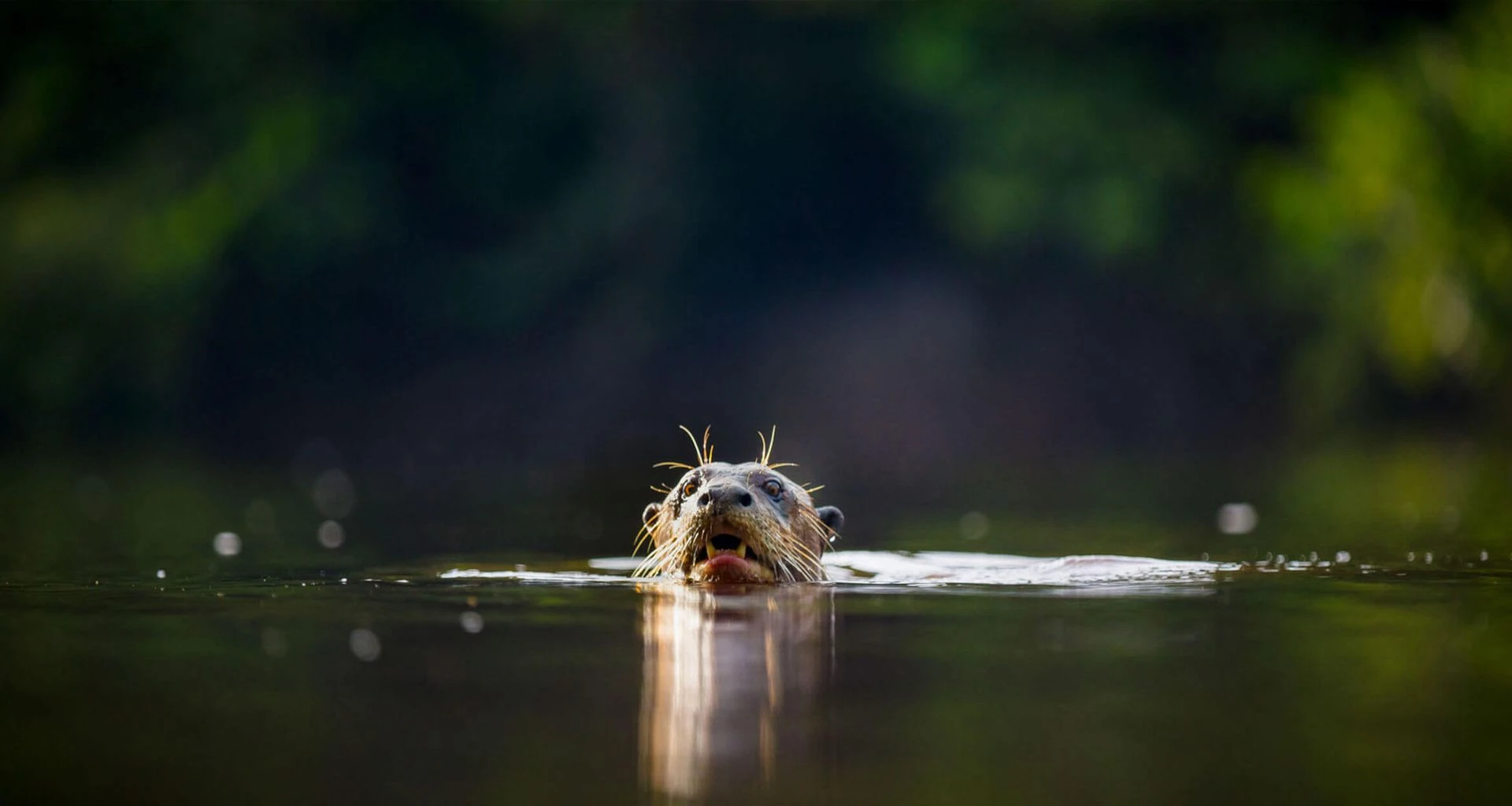River Otter swimming
