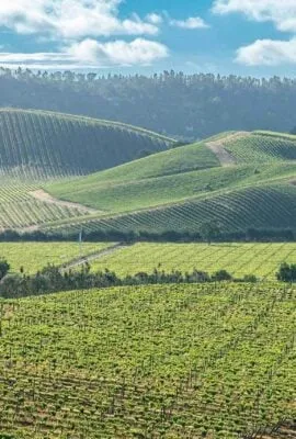 a vineyard in chile