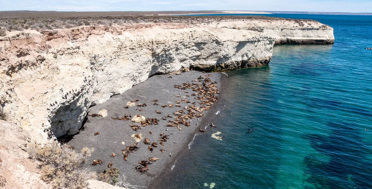 whales on the beach of peninsula valdes