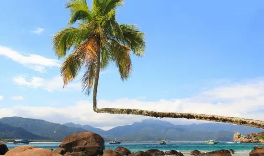 gorgeous beach and palm tree in buzios brazil