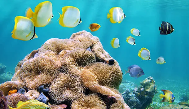 colorful fish underwater in colombia