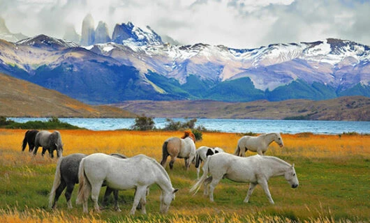horses in patagonia