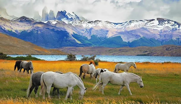 horses in patagonia