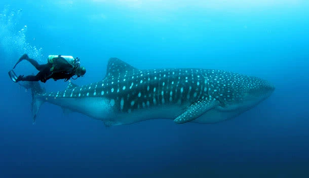 diver with whale shark in the galapagos