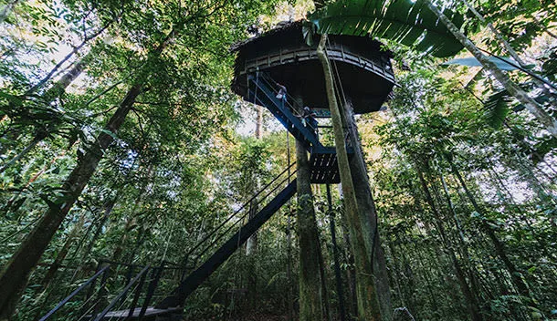 treehouse in the amazon rainforest